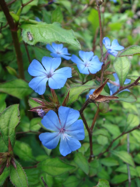 Ceratostigma willmottianum fleur
